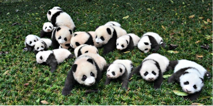 Pandas入门简介